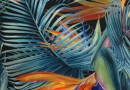 Bird of paradise